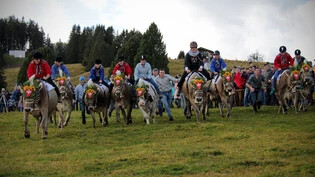  «Achtung, fertig, Muuh…!»: Beim Kuhrennen auf der Alp Tannenboden starten ausschliesslich weibliche Jockeys.
