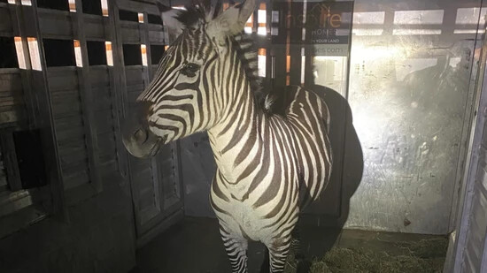 HANDOUT - Dieses von den Regional Animal Services of King County zur Verfügung gestellte Foto zeigt das Zebra Shug in einem Anhänger, nachdem es etwa 48 Kilometer östlich von Seattle, eingefangen wurde. Foto: ---/Regional Animal Services of King County…