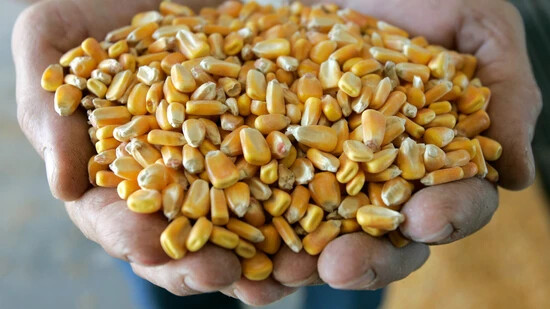 Ein Nischenprodukt: Aus Mais wird die sogenannte Trockenschlempe hergestellt, die der Angeklagte als Tierfutter importiert ​​​​​​​hat.