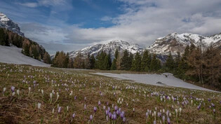 Bergfrühling in den Bündner Alpen.